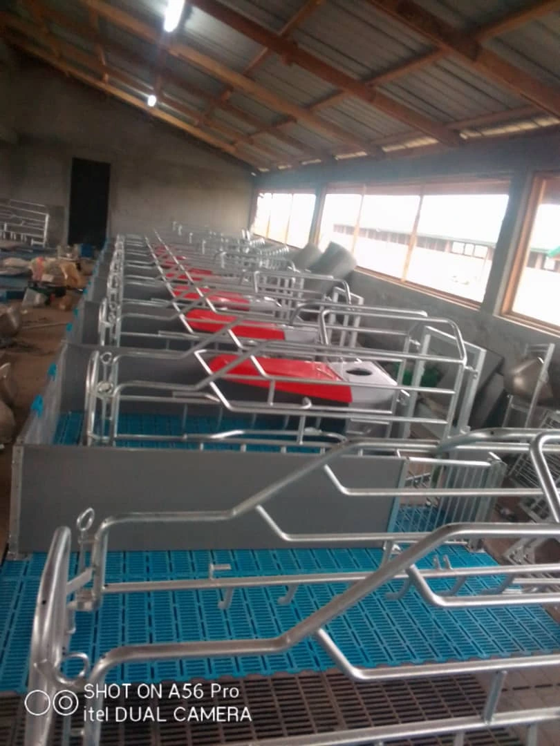 Interior of animal welfare-focused pens
